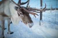 芬蘭拉普蘭的暖心體驗：Inari Reindeer Farm