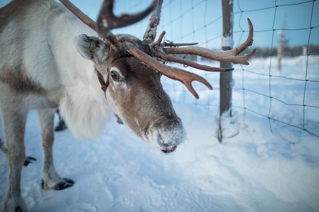 芬蘭拉普蘭的暖心體驗：Inari Reindeer Farm