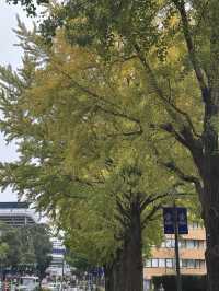 🍂 黄金色に輝く秋の風景：横浜日本大通り 🌳  