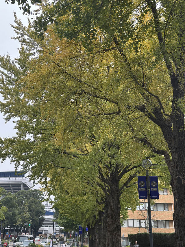 🍂 黄金色に輝く秋の風景：横浜日本大通り 🌳  