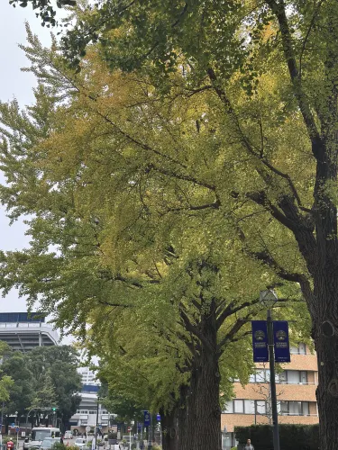 🍂 黄金色に輝く秋の風景：横浜日本大通り 🌳  
