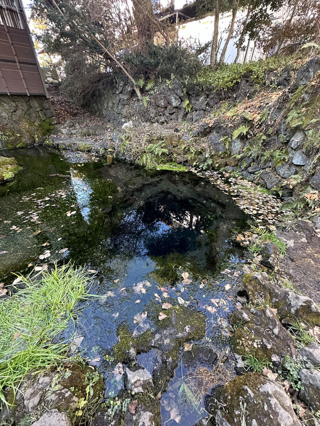 🇯🇵忍野八海｜遊富士山融雪湧泉🏔️