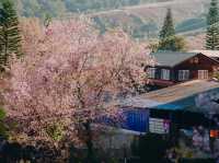 บ้านร่องกล้า…หมู่บ้านสีชมพูท่ามกลางม่านหมอก