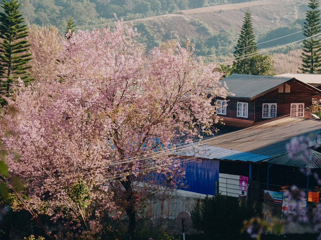 บ้านร่องกล้า…หมู่บ้านสีชมพูท่ามกลางม่านหมอก