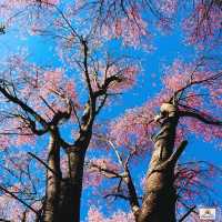 ภูลมโล