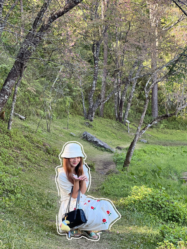 ซากุระ เมืองไทย 🌸✨