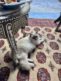 A Perfect Tunisian Breakfast at Tiziri🐈