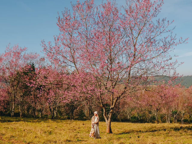 ภูลมโล หุบเขาสีชมพูสุดลูกตา🌸🌸💕