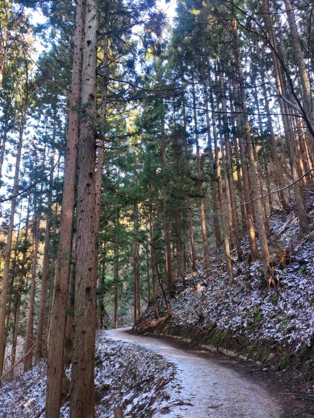 Snowy Trails & Wild Encounters at Jigokudani Monkey Park ❄️🐒