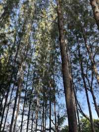 วิวสวยสุดฟิน! ต้องมาเที่ยวภูผาป่าสนสักครั้ง 🌲