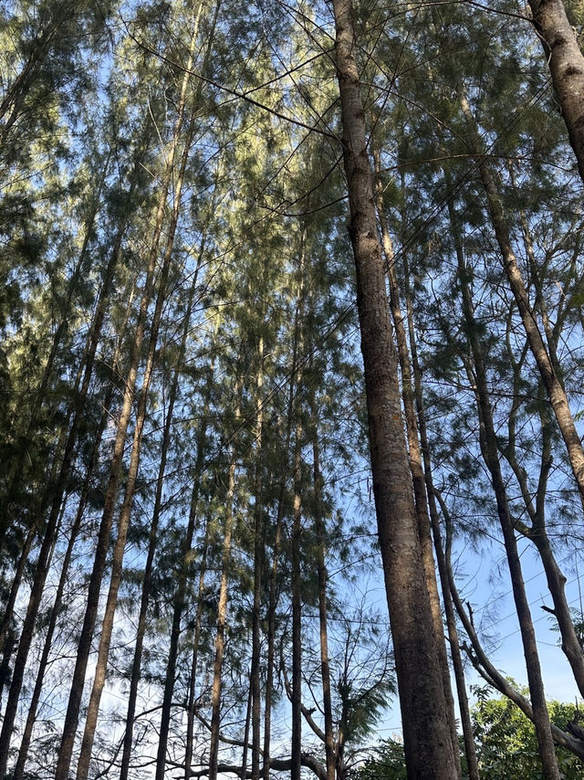 วิวสวยสุดฟิน! ต้องมาเที่ยวภูผาป่าสนสักครั้ง 🌲