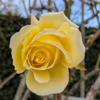梅の花はこれからが本番🌸