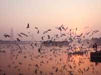 Tranquil Birdwatching Experience at Yamuna Ghat