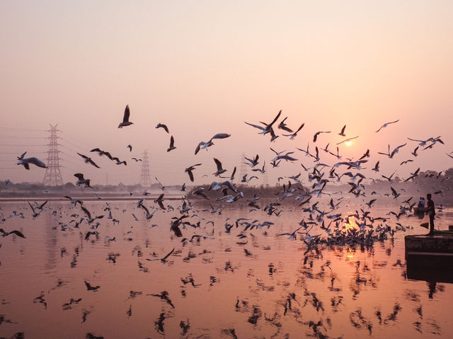 Tranquil Birdwatching Experience at Yamuna Ghat