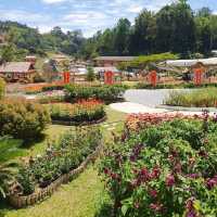 Betong Winter Flowers Garden
