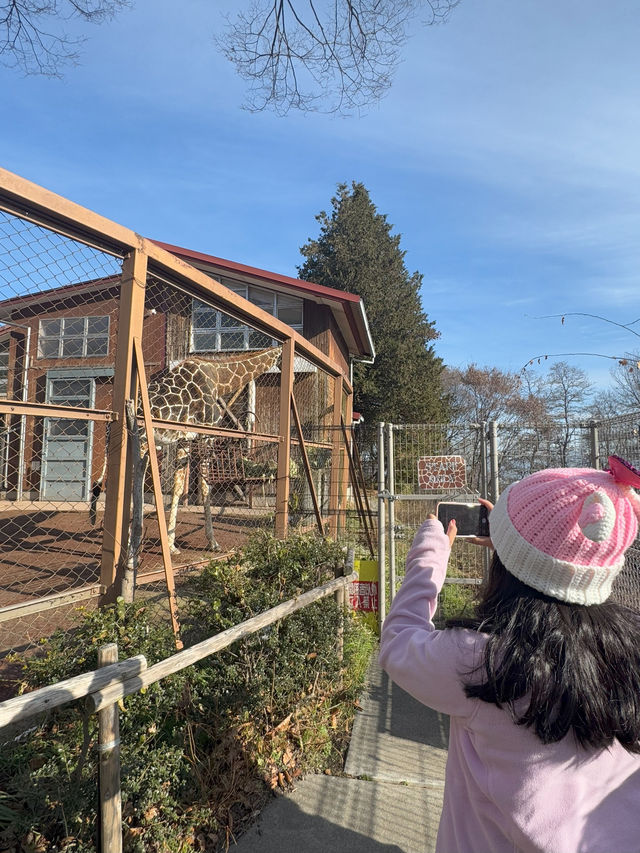 Chausuyama Zoo: Meeting the Adorable Red Panda