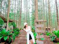 คาเฟ่ในป่าสน ภูผา คอฟฟี่แคมป์ ราชบุรี