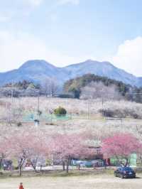 【群馬】広大な梅林で絶景体験🤩10万本の梅の花が咲き誇る桃源郷へ行こう🌸 