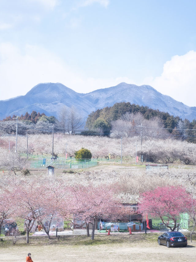 【群馬】広大な梅林で絶景体験🤩10万本の梅の花が咲き誇る桃源郷へ行こう🌸 