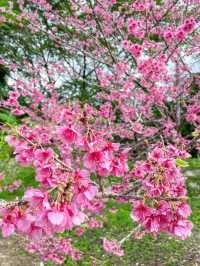 【沖縄】本部町 日本でいちばん早い桜まつりへ出掛けてみよう