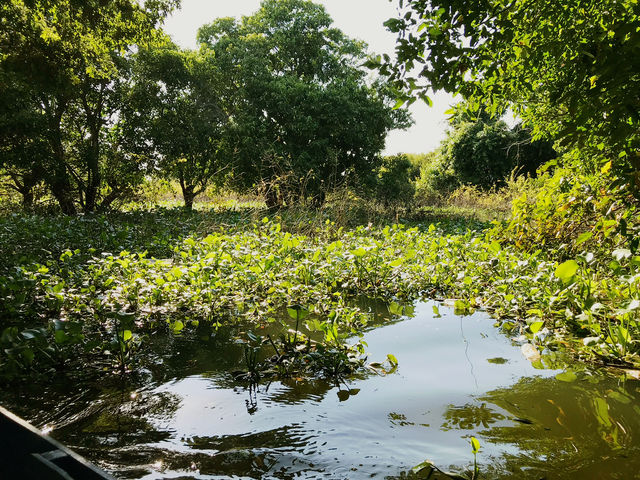 Drifting Through the Enchanting Mangroves of Kampong Phluk