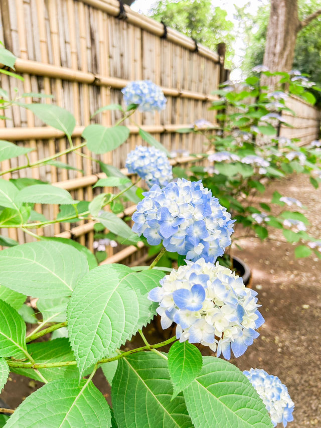 桜、紅葉、アジサイ…四季を感じられる東京の庭園