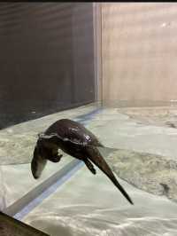 ナマケモノの餌やりが楽しめる！沖縄水族館