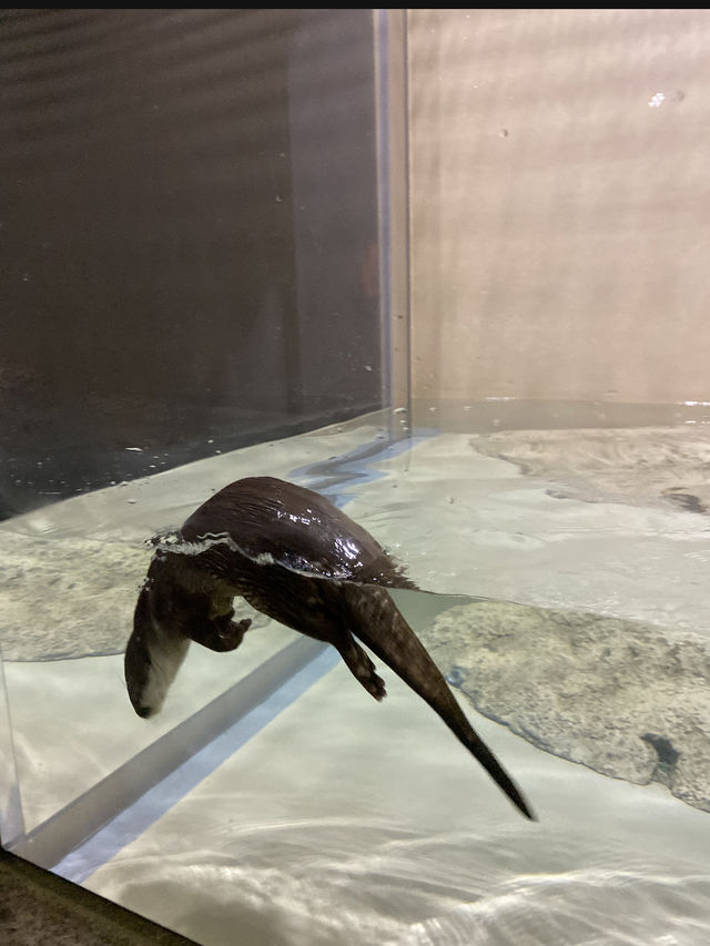 ナマケモノの餌やりが楽しめる！沖縄水族館