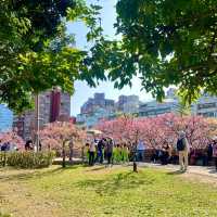 ชมดอกซากุระบานที่สวนเล่อฮวอ(Lohas Park)
