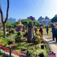 ชมดอกซากุระบานที่สวนเล่อฮวอ(Lohas Park)