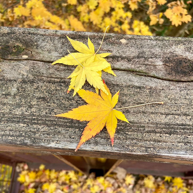 【大阪府】秋は万博公園へ紅葉狩り