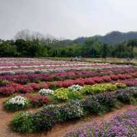 Hokkaido Flower Park Khaoyai