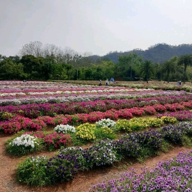 Hokkaido Flower Park Khaoyai