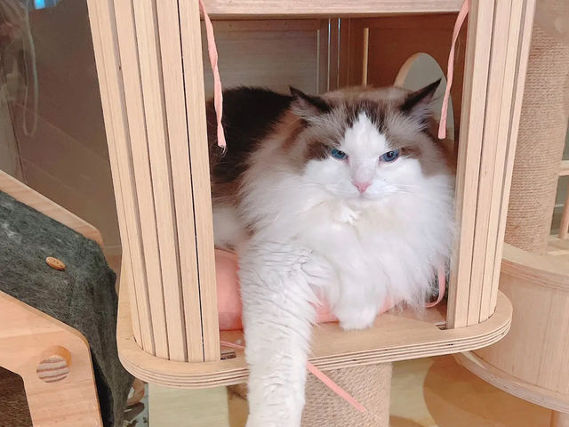 台北貓貓Cafe推介✨ 肉球森林 🐾