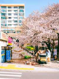 부산 벚꽃 명소 남천동 삼익비치🌸💗