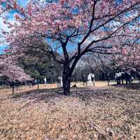 Yoyogi Park (代々木公園)