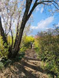 Hanamiyama Park ซากุระเต็มเขา เที่ยวฟุกุชิมะต้องมา