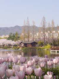벚꽃&튤립을 함께 볼 수 있는 호수 공원🌸🌷 