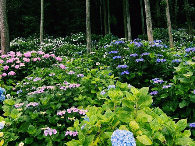 春にはツツジが満開！ 🌸