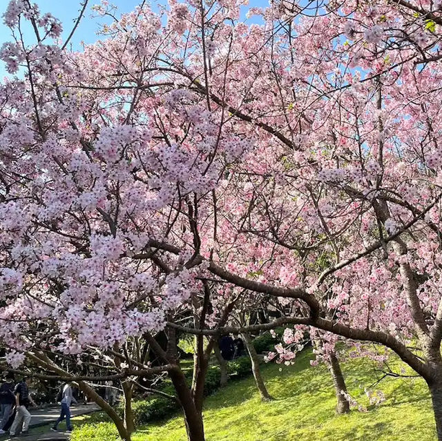台北櫻花🌸陽明山下櫻花舞🩷花鐘閃耀映晴初🌸