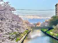日本北陸櫻花絕景🌸 富岩運河環水公園