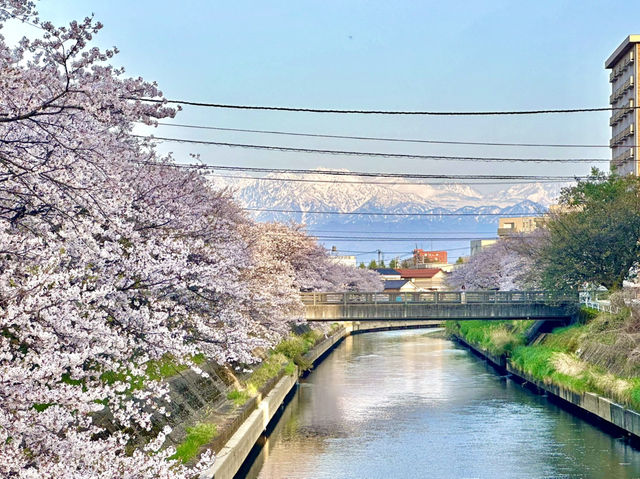 日本北陸櫻花絕景🌸 富岩運河環水公園