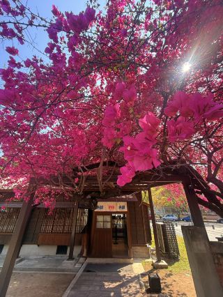대만 타이중｜백년 된 교도관 숙소가 만화 시간 터널로 변신, 만개한 부겐빌레아가 일본식 건축군을 빛내다.