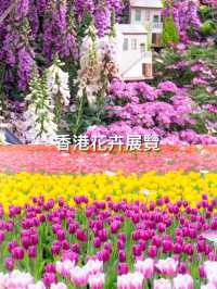 香港維園花展🌸鬱金香花海超美！