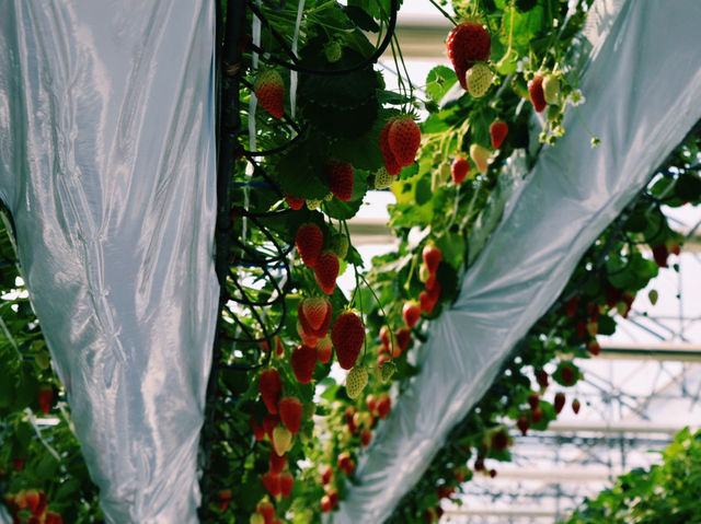 淡路島で楽しむフレッシュいちご体験！ 🍓