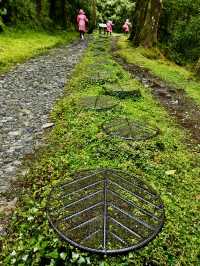 鎏金般耀眼的太平山山毛櫸步道