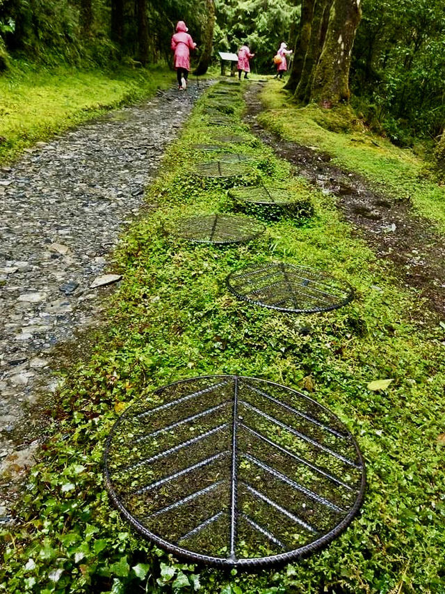鎏金般耀眼的太平山山毛櫸步道