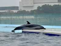 【香川/宇多津】四国の美しい水景をテーマにした「四国水族館」