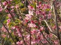 🌸 **觀景山櫻花園（赤鱲角南路）遊覽觀賞櫻花分享** 🌸