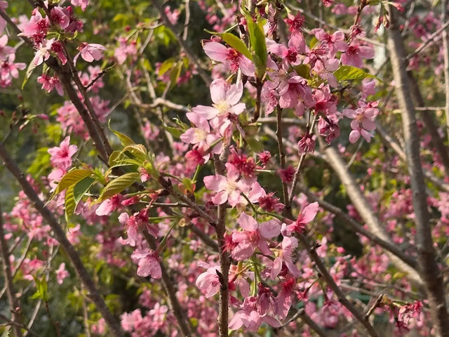 🌸 **觀景山櫻花園（赤鱲角南路）遊覽觀賞櫻花分享** 🌸